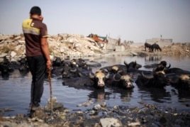 Иракский пастух со своим стадом, отдыхающим на помойке