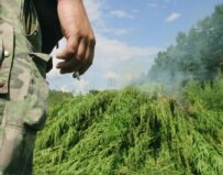 Russian counternarcotics officers destroy a field of hemp, the raw material for cannabis, in the Moscow region (ITAR-TASS)
