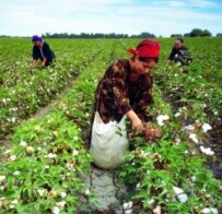 Workers in Turkmenistan picking the country's most plentiful crop, cotton (file photo) (ITAR-TASS)