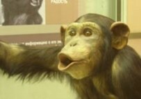 A stuffed monkey in Moscow's Darwin Museum (RFE/RL)