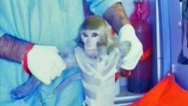 Iran says this monkey was launched to the edge of space. No name for the primate has been given.