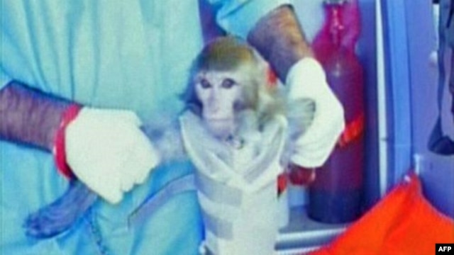 Iran says this monkey was launched to the edge of space. No name for the primate has been given.