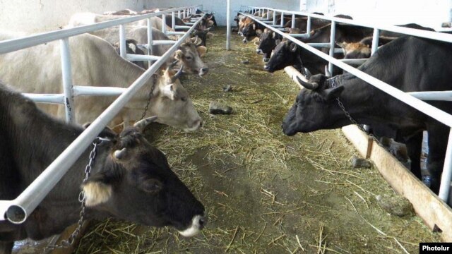 Armenia -- A cattle farm.