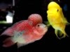 Fish Makes You Weak