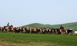 Пастух гонит стадо коров. Южно-Казахстанская область. Иллюстративное фото.