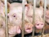 Ukraine Bans Some Russian Pork Imports
