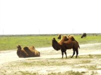 Camels near Atyrau in Kazakhstan (OSCE)