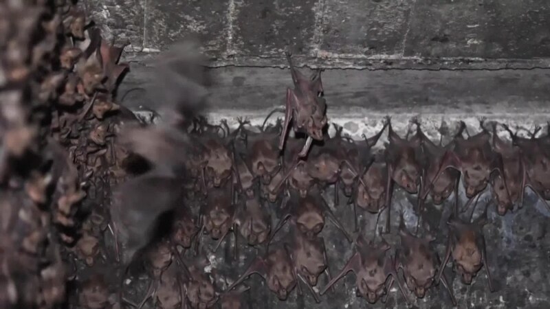  ����� ������ ������������� ������������ covid-19 