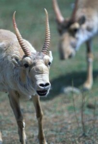 The horns of the male saiga are used in traditional Chinese medicine (shpilenok.com)
