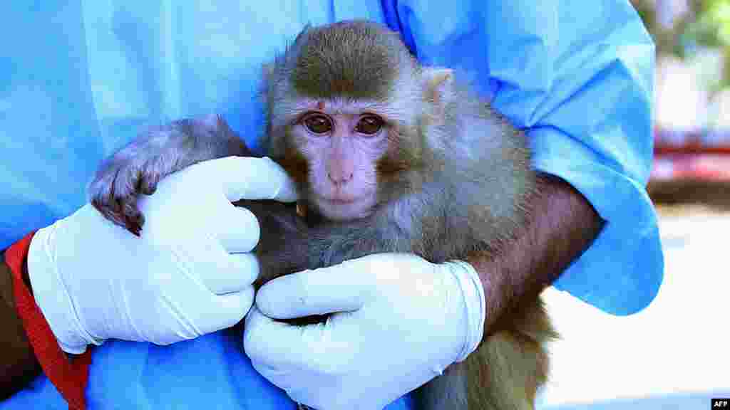 An Iranian scientist holds a live monkey that Iran claimed returned alive after it traveled in a capsule to an altitude of 120 kilometers for a suborbital flight. Iran took a "big step" toward sending astronauts into space by 2020, Defense Minister Ahmad Vahidi told state television. The authenticity of Iran's claims are now in doubt. (AFP/IRNA/Mohammad Agah)