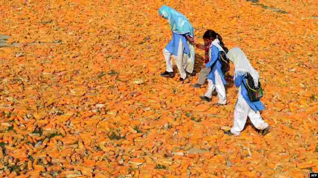 Pakistani schoolchildren walk over corn in the village of Kasab in Farid Kot. (AFP/Arif Ali)