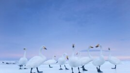 National Geographic Magazine тілшісі Стефано Унтертинер түсірген сурет. Хоккайдо, Жапония, 2010 жылдың қаңтары. (Көрнекі сурет)