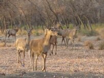 The WWF claims to have reversed a trend of decline (WWF courtesy photo by Dr. Natalya Marmazinskaya