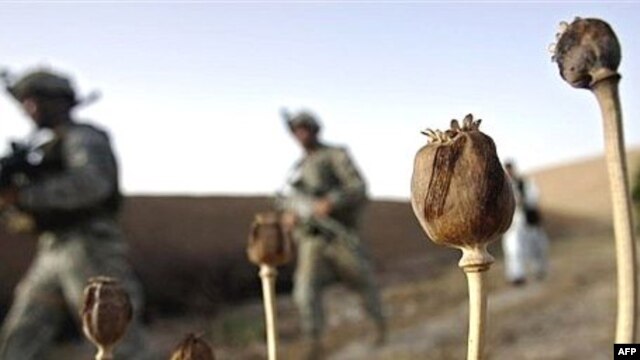 U.S. soldiers walk through a field of opium poppies in Kandahar Province.