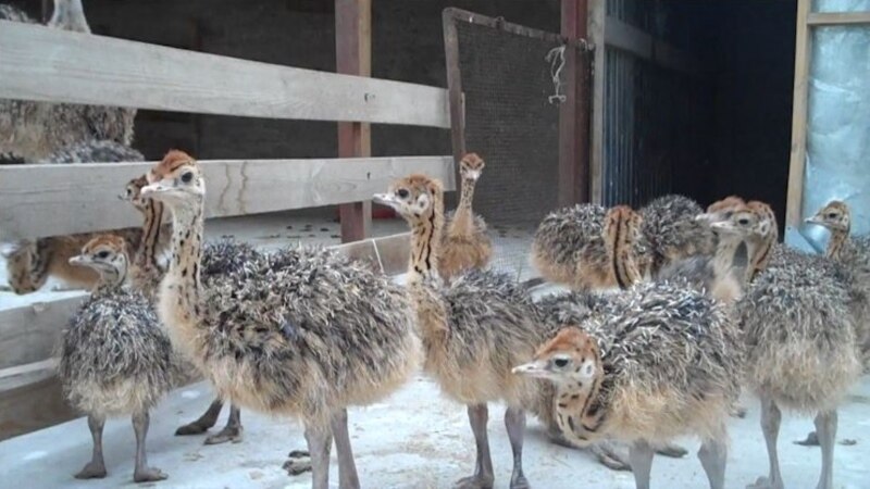 В Таджикистане разводят цыплят африканских страусов (ВИДЕО) 