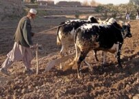 A farmer in Jalalabad Province (file photo) (epa)