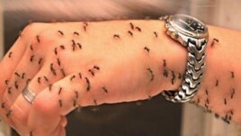 Malaria is a mosquito-borne disease.