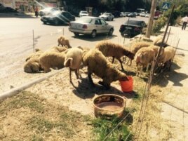 Bakıda qurbanlıq qoyunlar, 23 sentyabr, 2015