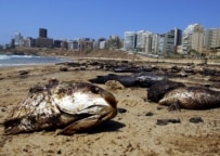 Dead fish lie on the popular Ramlet el-Baida beach (White Beach) in Beirut (epa)