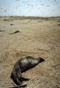 One of 200 seals that died in a similar incident in 2000 (ITAR-TASS)