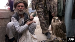 An Afghan man with a falcon at a refugee camp near Radja Bahoudine.