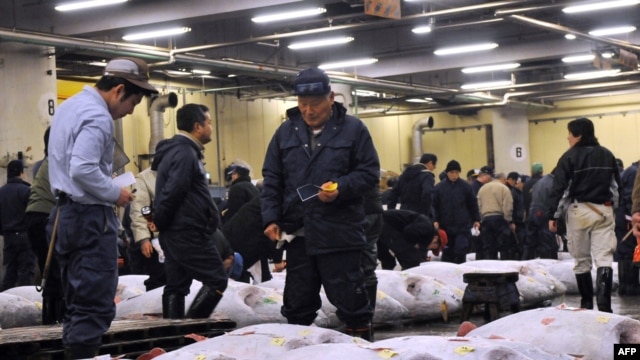 Fishmongers inspect large bluefin tuna before auction at Tokyo's Tsukiji fish market. Mercury levels abound in top predators like tuna after they work their way up the food chain.