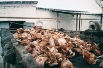 Culled poultry in Daghstan this week (ITAR-TASS)