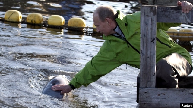 Vladimir Putin strokes a beluga whale as he visits Tchkal Island in the Sea of Okhotsk in 2009.
