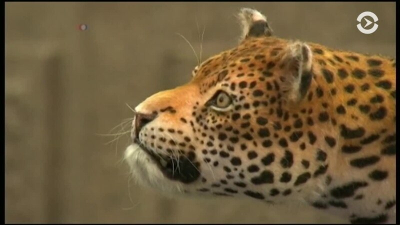  �����-������� ���� ������� ����� ��������� 