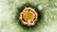 Koronavirus ispod mikroskopa