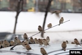 Электромобили должны поспособствовать улучшению экологии Москвы