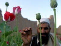 Afghan farmer with poppy buds east of Kabul in April 2007 (epa)