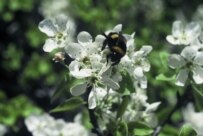 A wild pear tree in bloom in Turkmenistan (photo WWF-Canon/Hartmut Jungius) (Courtesy Photo)