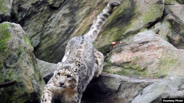 Afghanistan's snow leopard population is estimated at only 100-200 (photo courtesy Julie Larsen Maher/WCS).