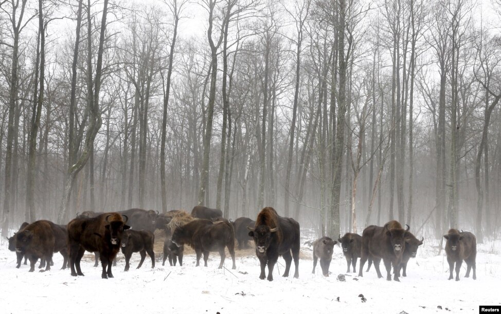 "Зона відчуження" довколо Чорнобиля стала раєм для диких тварин - фото 6