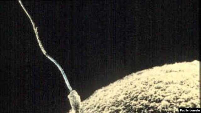Spermatozoid i jajna ćelija, ilustracija