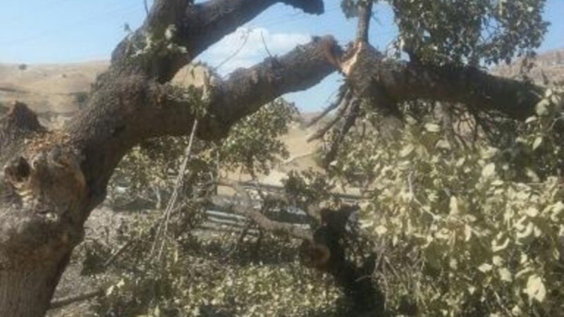 قطع درخت ۴۰۰ ساله بلوط در ایران برای «انتقام از پلیس راه»