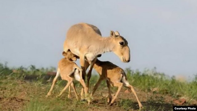 Saiga antelope