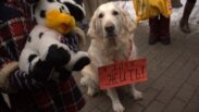 Киевте өткен иттерді қорғау шарасы. 25 қаңтар 2012 жыл. Көрнекі сурет