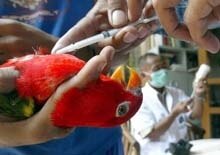 World -- bird flu. Indonesia. vaccine