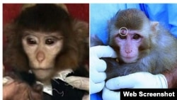 In January, Iran announced it had successfully brought a live monkey back to Earth from orbit, but that was disputed when a different monkey was presented to the media after the landing.