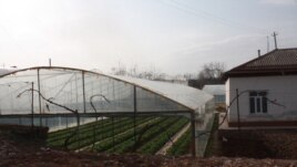 Ынтымақ ауылындағы жылыжайлардың бірі. Оңтүстік Қазақстан облысы Сарыағаш ауданы, 11 ақпан 2015 жыл.