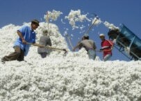 Harvesting cotton in Tajikistan (ITAR-TASS)