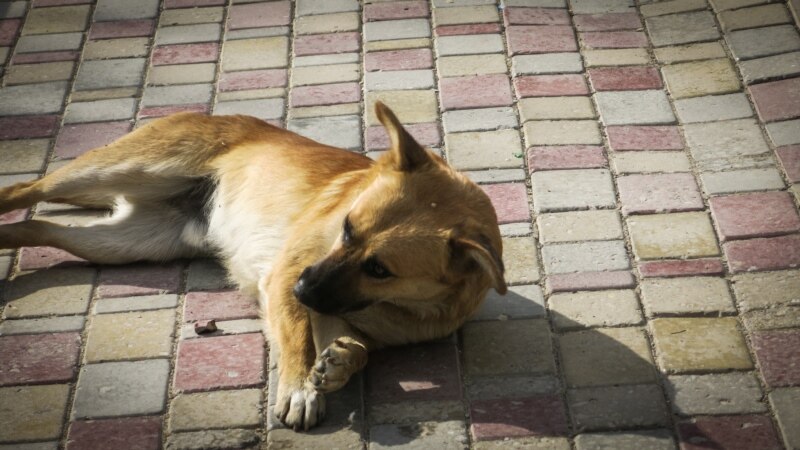 В Сакском районе зафиксировали случай бешенства собаки – Госкомветеринарии Крыма