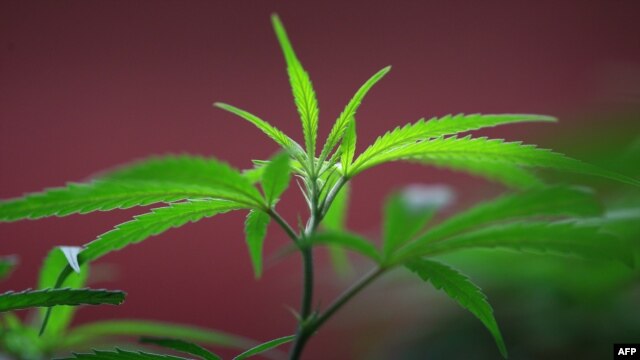Marijuana plants grow at Perennial Holistic Wellness Center medical marijuana dispensary, which opened in 2006 in Los Angeles, California.