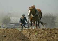 Belarus – Economy / agriculture – Farmer plows his field before planting potatoes, village of Petukhovschina (some 100 kilometers west of Minsk), 3 May 2006. (Size: 660x465)