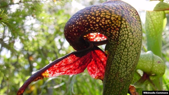 Darlingtonia californica