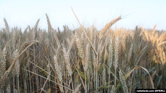 فائو می‌گوید که ایران به‌خاطر خرید عمده گندم در سال ۲۰۱۲ توانسته است گندم مورد نیاز کشور را تا حدی ذخیره کند