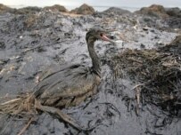 Aftermath of the spill (epa)