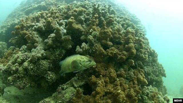Coral reefs have been hit hard by ocean acidification, warming, as well as fertilizer and chemical runoff.